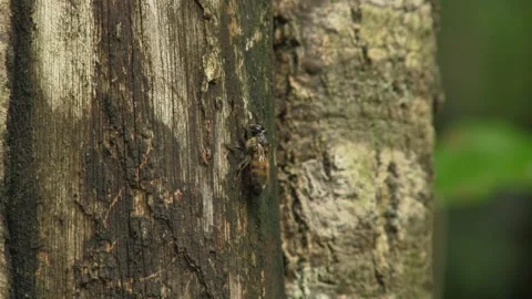 Bee Resting on Tree Log Close Up Macro Nature Footage Stock Footage 327479616