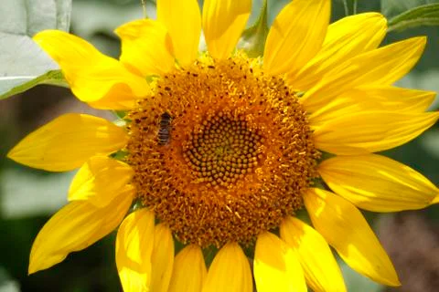 A bee rests on a sunflower Stock Photos