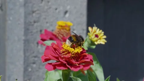 Bee rests on vibrant pink flower. Sunlight glints off its fuzzy body. It Stock Footage 345257372