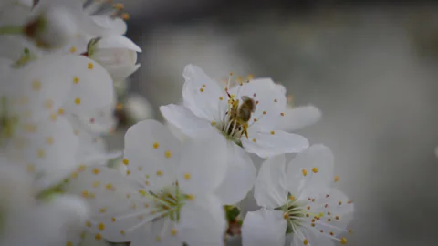A bee rests on a white flower, collecting pollen. Stock Footage 305403681