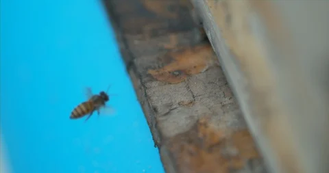 Bee returning back into bee hive in slow motion Stock Footage 97843541