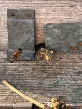 Bee Returning to Hive with Full Pollen Baskets Stock Photos