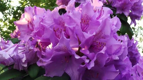 Bee in the Rhododendron flower Stock Footage 150167268