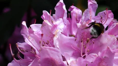 Bee on rhododendron Stock Footage 68668253