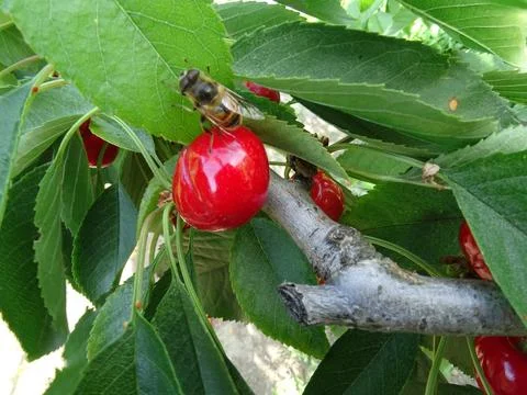 Bee on ripe cherry with bite mark Stock Photos