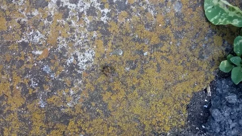 Bee on the rock Stock Footage 109647378