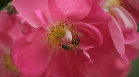 Bee in Rose - Close Up Stock Footage 24936594