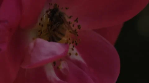 Bee in Rose - Close Up Stock Footage 24995793