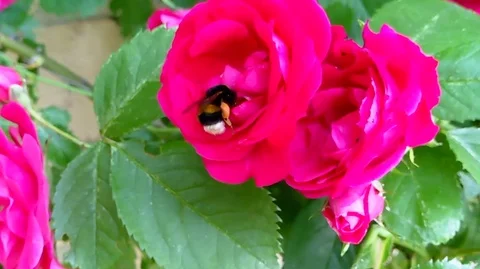 Bee on a rose flower Video stock 87511159