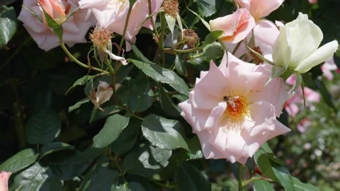 Bee on a Rose Flower Stock Footage 164130652