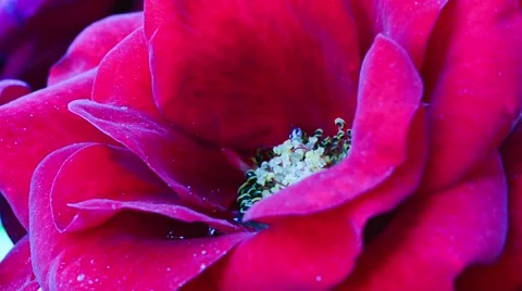 Bee on Rose Stock Footage 58594899