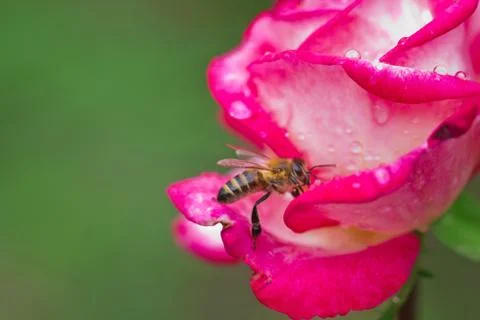 Bee on rose Stock Photos