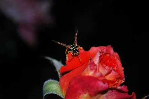 Bee on Rose Stock Photos