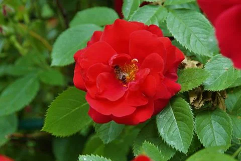 A bee in a rose. Stock Photos