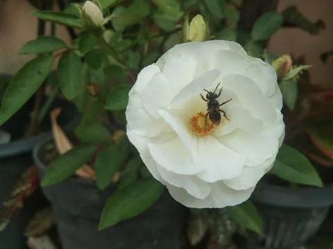 Bee on the rose Stock Photos