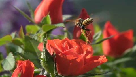 Bee on rose. Wasp. Stock Footage 156550218