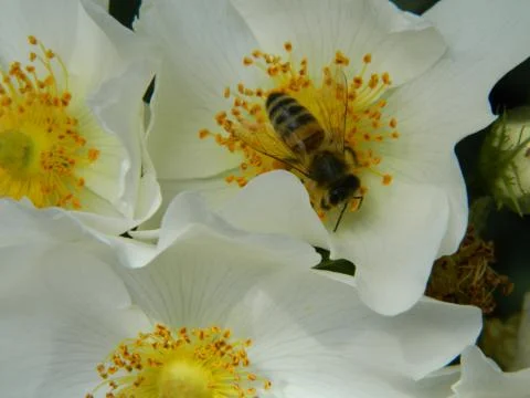Bee on a rosehip Stock Photos