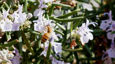 A bee on a rosemary bush Stock Footage 105647043