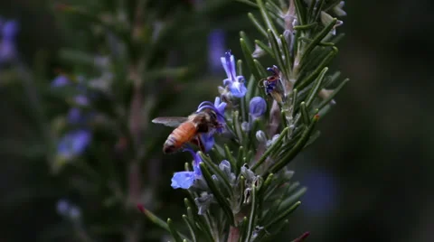 Bee on Rosemary flower Stock Footage 33787084