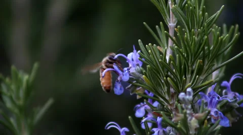 Bee on Rosemary flower Stock-Footage 33787105