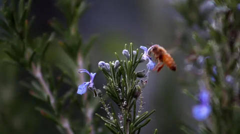 Bee on Rosemary flower Stock Footage 33787121