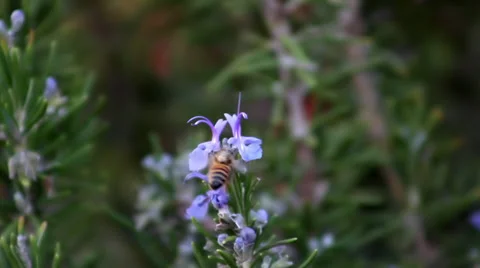 Bee on Rosemary flower Stock-Footage 33787178