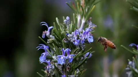Bee on Rosemary flower Stock-Footage 33787906