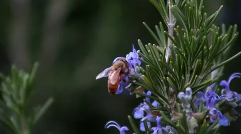 Bee on Rosemary flower Stock-Footage 33787907