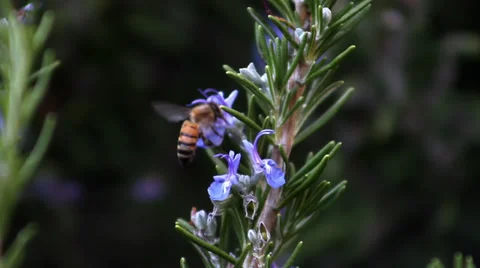 Bee on Rosemary flower Stock-Footage 33787970