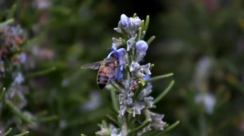 Bee on Rosemary flower Stock Footage 33788180