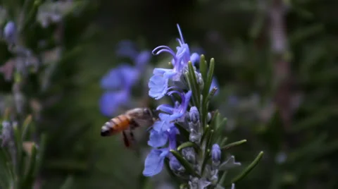 Bee on Rosemary flower Stock-Footage 33788296