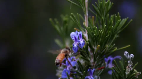 Bee on Rosemary flower Stock-Footage 33788535