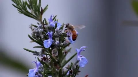Bee on Rosemary flower Stock Footage 33788664