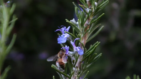 Bee on Rosemary flower Stock Footage 33788881