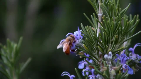 Bee on Rosemary flower Stock-Footage 33789052