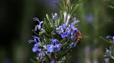 Bee on Rosemary flower Stock Footage 33789240