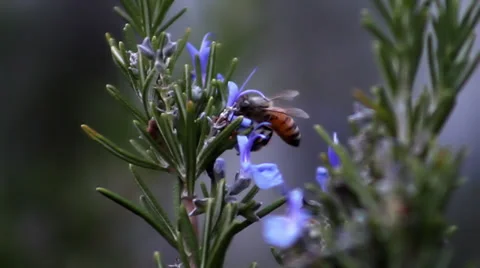 Bee on Rosemary flower Stock Footage 33789342