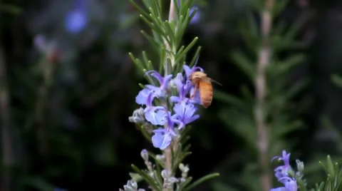 Bee on Rosemary flower Stock-Footage 33789494