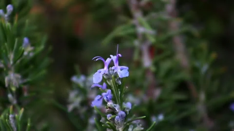 Bee on Rosemary flower Stock-Footage 33789497