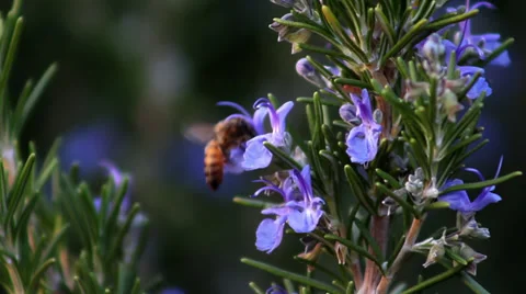 Bee on Rosemary flower Stock-Footage 33789613