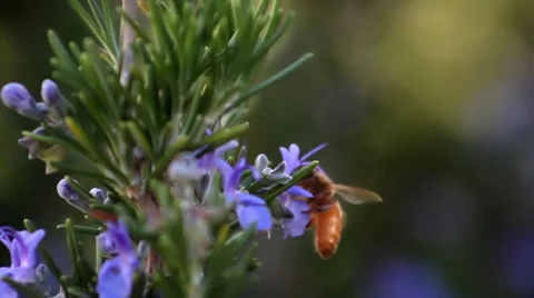 Bee on Rosemary flower Stock Footage 33789622