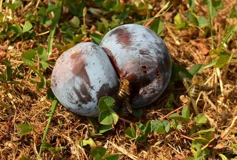 Bee on a rotten plum Stock Photos
