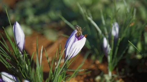 Bee Saffron Stockbeeldmateriaal 105413238