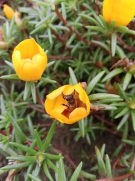 Bee on saffron Foto stock