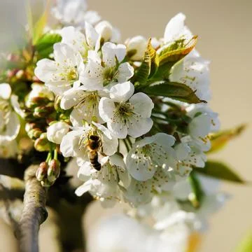 Bee in Sakura or cherry tree white flowers blossom springtime Stock Photos