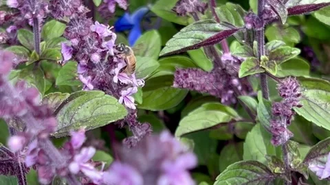 Bee in salvia flowers Stock Footage 250124921