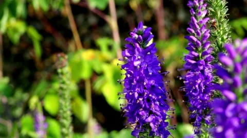 Bee on Salvia Video stock 7744902