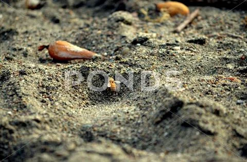 Bee In Sand Stock Photos