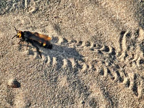 Bee on sand Stock Photos