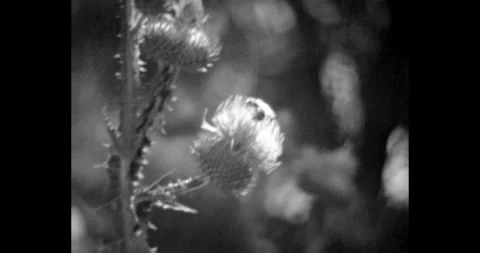 Bee sat on thorn flower. Close-up, pollination of wildflowers by insects. Shot Vídeo Stock 247548829